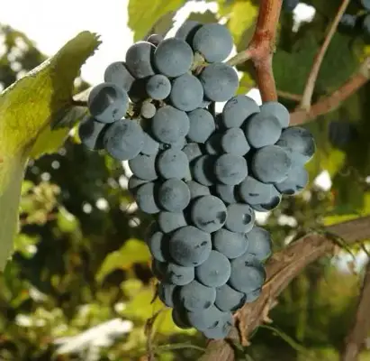 ოჯალეში
