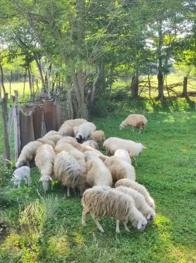 Sheep