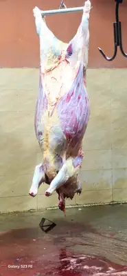 ხორცი