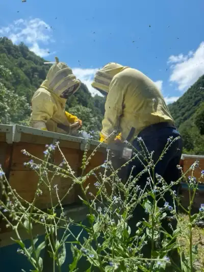 Qsovriseli mefutkre